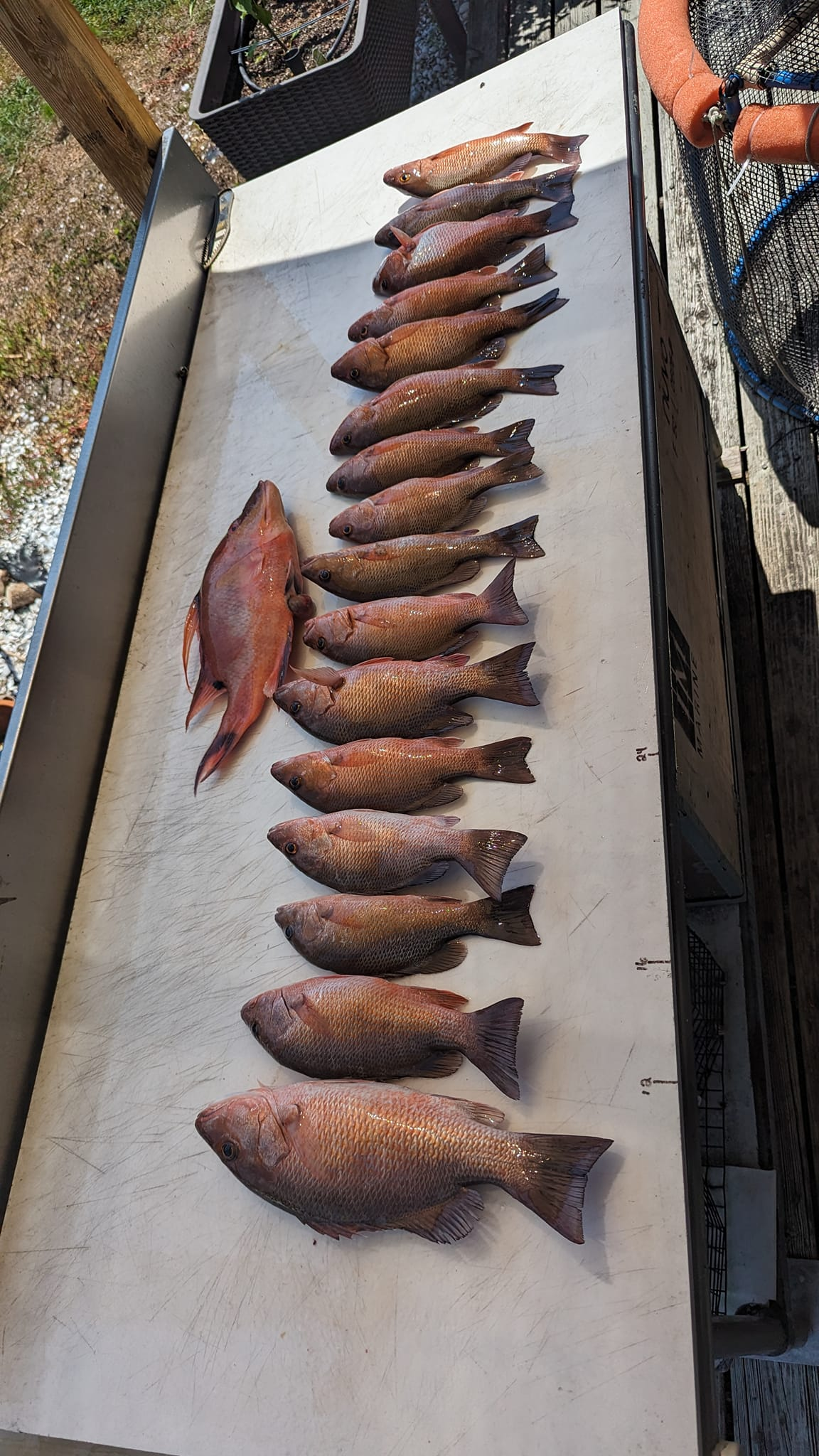 Tampa Bay Fishing Report 